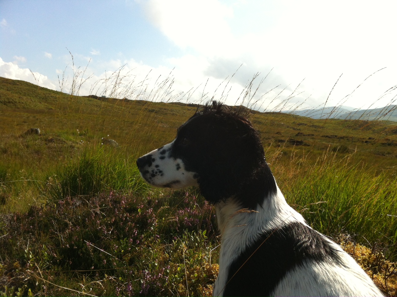 Most Dog-friendly Cottages